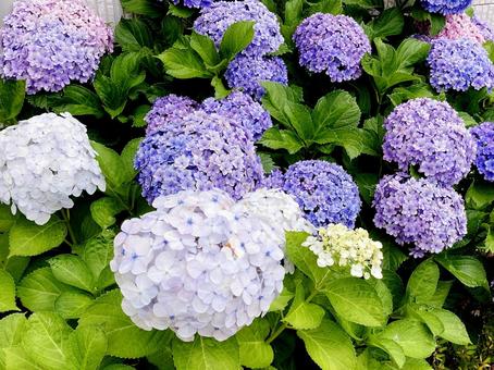 紫陽花 紫陽花 紫陽花,花,花びらの写真素材