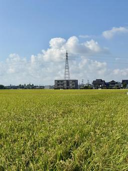 福井県の夏の田んぼ 道,稲穂,自然の写真素材