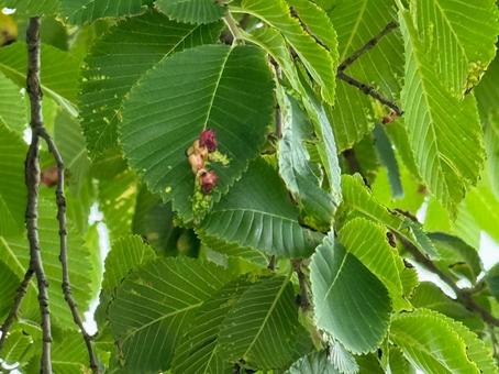 ムシコブ ムシコブの写真