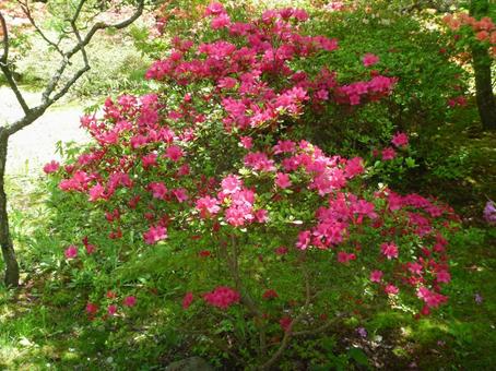 Azalea No. 2, JPG