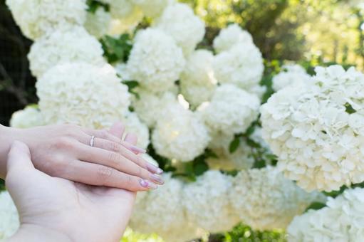 白い花に包まれた手と指輪③ 白い花に包まれた手と指輪③ 結婚,指輪,手の写真素材