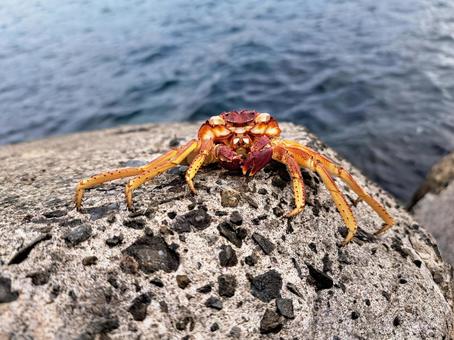 干からびたカニ カニ,干からびた,死骸の写真素材