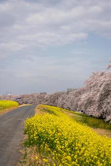 桜並木と菜の花の道 自然,風景,春の写真素材
