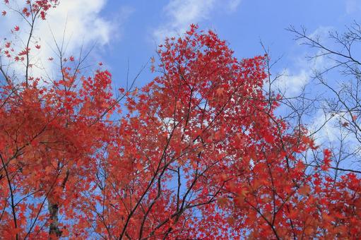 秋の紅葉-7 秋の紅葉-7の写真