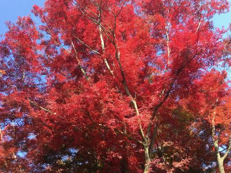 紅葉 紅葉の写真