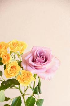 黄色と紫のばら 黄色と紫のばらの写真