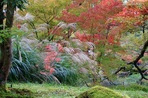 紅葉とススキ 紅葉とススキの写真