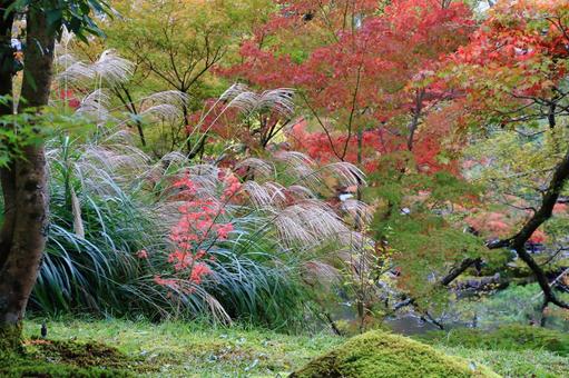 Autumn leaves and Japanese pampas grass, maple, susuki, the scenery, JPG