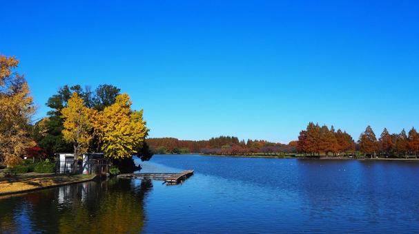 秋の水元公園・イチョウの紅葉＆池・葛飾区 秋,水元公園,紅葉の写真素材