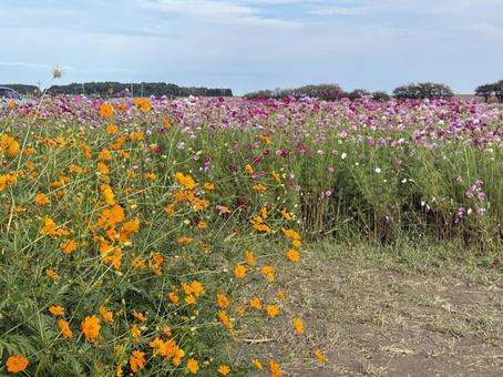 福井県 曇り空と宮ノ下コスモス公苑 福井県 曇り空と宮ノ下コスモス公苑 福井県,宮ノ下コスモス公苑,曇りの写真素材