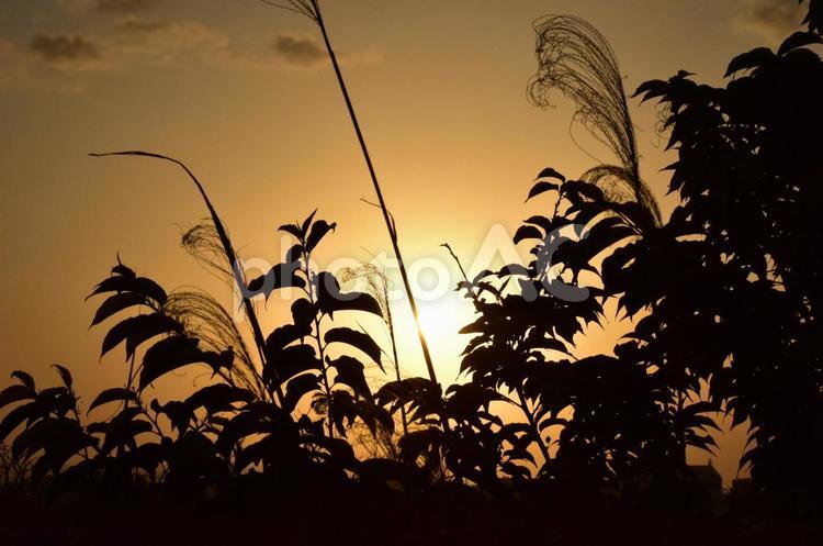 夕日 夕日,逆光,草の写真素材