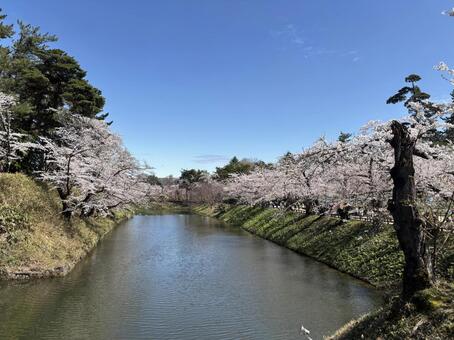 桜祭り 桜,絶景,淡い空の写真素材