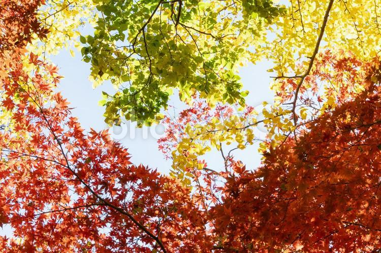 秋の気配・色づくモミジのとイチョウ 紅葉,秋,モミジの写真素材