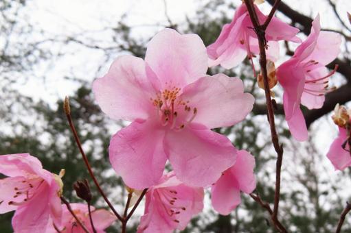 ヤシオツツジの写真