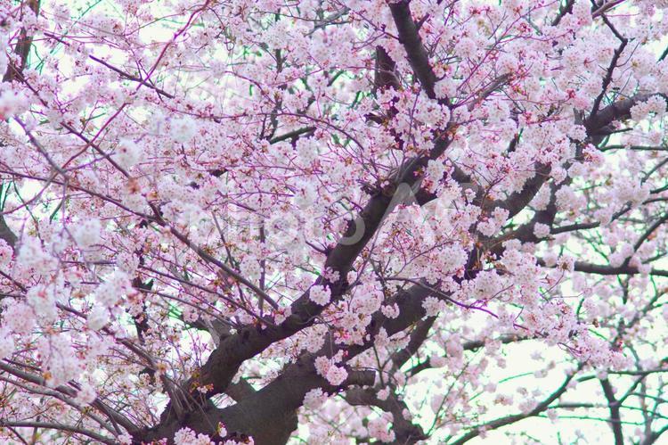 鮮やかなピンクの桜 満開,ピンク,開花の写真素材