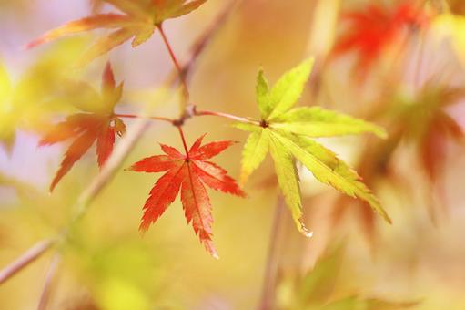 紅葉した美しいモミジ 紅葉した美しいモミジの写真