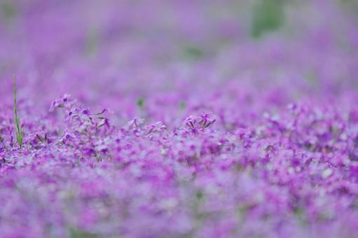 Moss Phlox, JPG