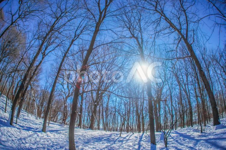 雪原と青空（シュミの森） 冬,森,雪の写真素材