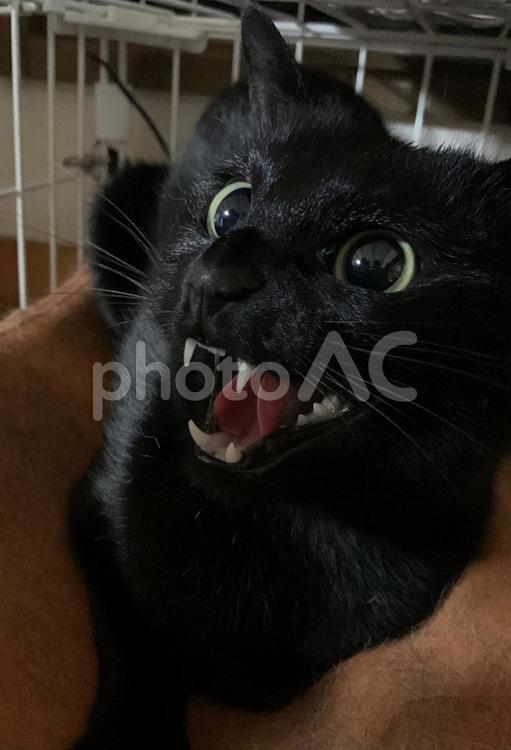 怒る黒猫 黒猫,クロ猫,猫の写真素材