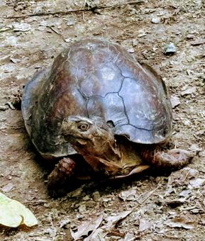 野生のハコガメの散歩 野生のハコガメの散歩の写真