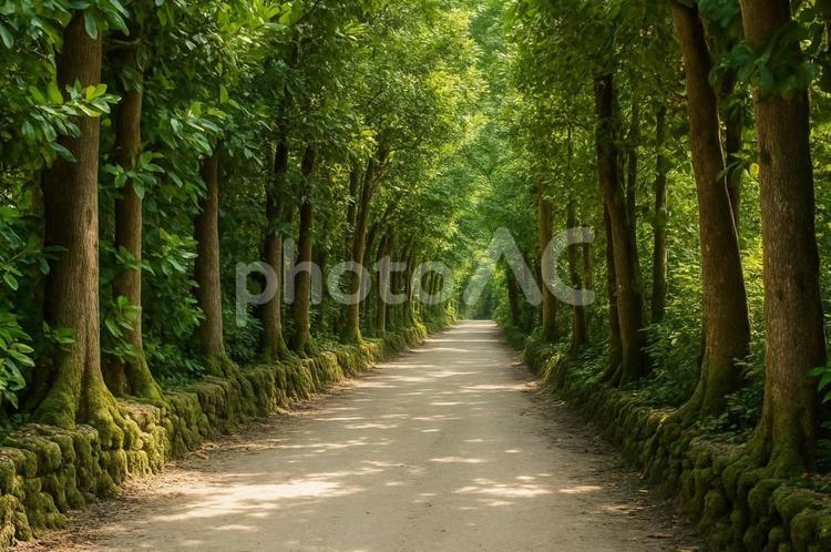 沖縄フクギ並木道の風景・木漏れ日・観光地 フクギ並木,沖縄,木漏れ日の写真素材