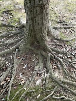 木の根元 木の根元の写真