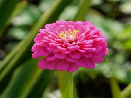 【花の写真】 ヒャクニチソウ(百日草) 【花の写真】 ヒャクニチソウ(百日草)の写真