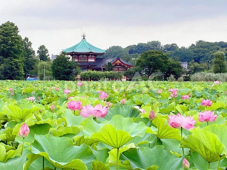 東京風景・不忍池 不忍池,上野,上野恩賜公園の写真素材