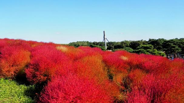 秋のひたち海浜公園・コキアの丘(茨城県) 秋のひたち海浜公園・コキアの丘(茨城県)の写真