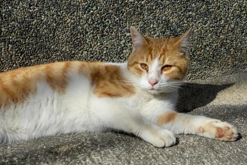 猫 猫 猫,生き物,動物の写真素材