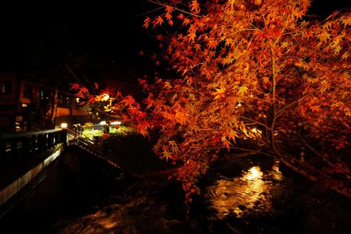 熊本 黒川温泉 光に照らされるモミジ  黒川温泉,紅葉,モミジの写真素材