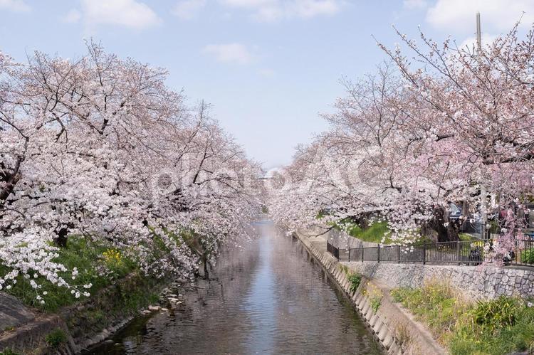 春の訪れを感じる満開の桜。 桜,春,お花見の写真素材