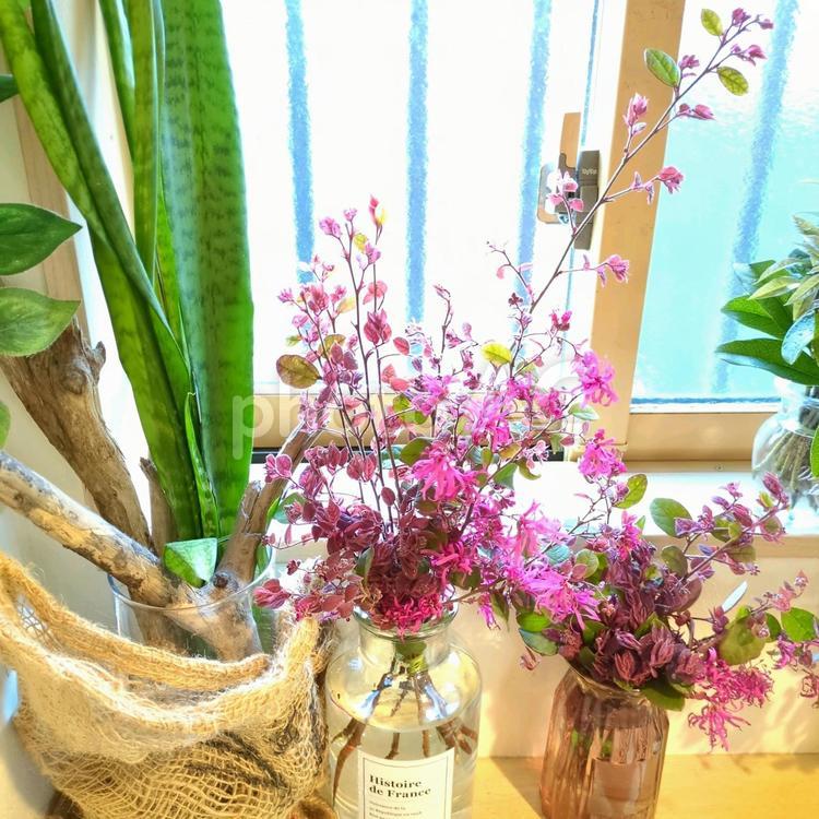 トキワマンサク　ピンク色の花　切り花　 トキワマンサク,ピンク色,花の写真素材