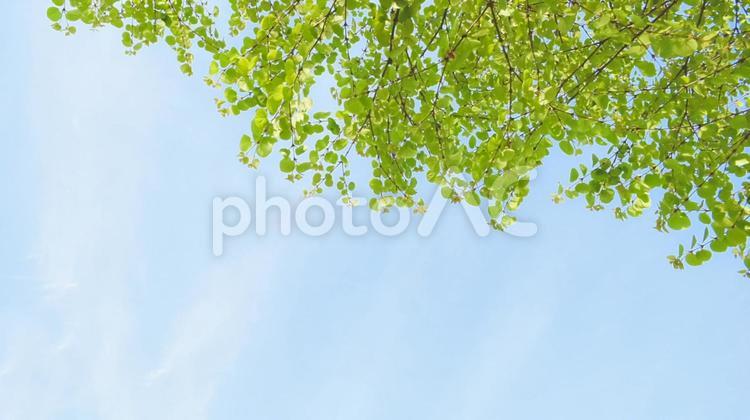 新緑と青空　 青空,空,新緑の写真素材