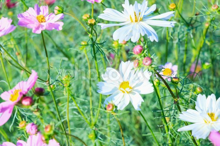 ピンクと白のコスモスが咲く秋の花畑 コスモス,秋桜,花の写真素材