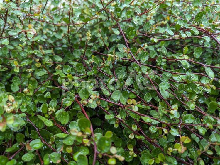 雨上がりのワイヤープランツ 植物,ワイヤープランツ,緑の写真素材
