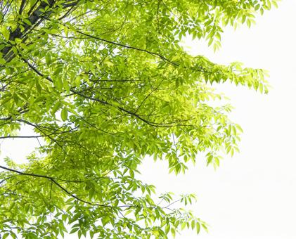 Photo, 나무, 스크랩, psd, 