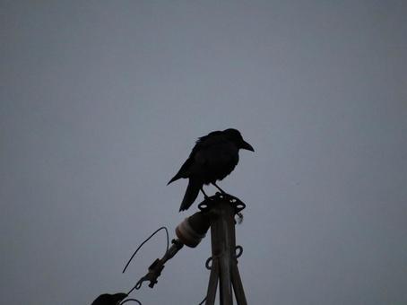 休憩中のカラス 自然,風景,背景の写真素材