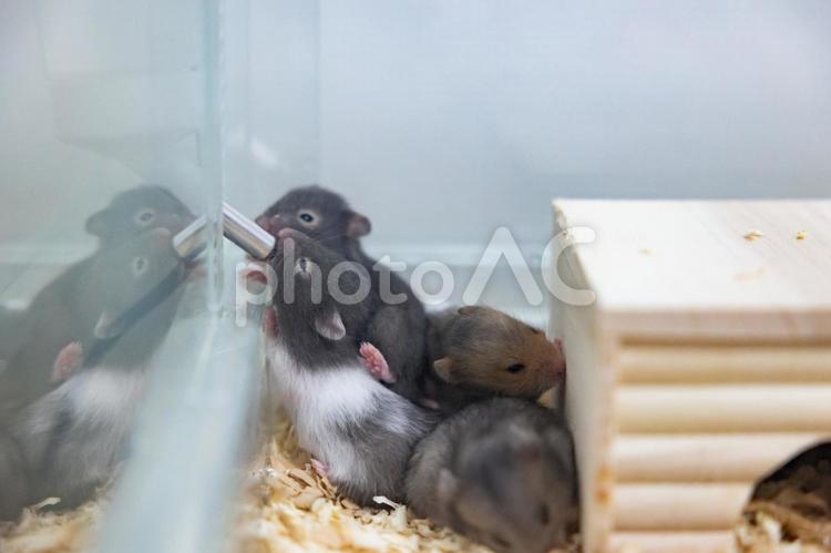水を飲むゴールデンハムスターの赤ちゃん達 ハムスター,ゴールデンハムスター,動物の写真素材