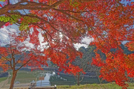 紅葉 紅葉の写真
