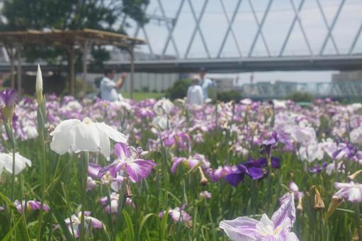 Photo, iris, spring, koiwa, 