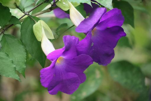 紫色の花びらのツルベルギアの花のアップ 紫色の花びらのツルベルギアの花のアップの写真