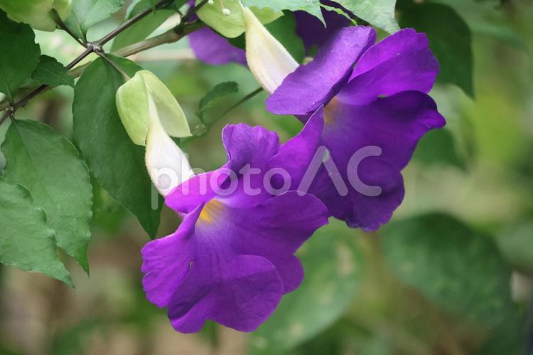 紫色の花びらのツルベルギアの花のアップ 紫色,花びら,ツルベルギアの写真素材