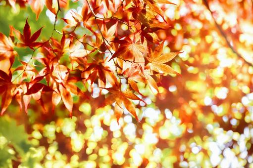 Red maple leaves in early autumn, autumn, red maple, early autumn, JPG
