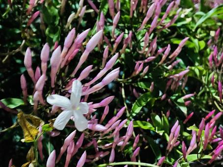 Pink Jasmine ハゴロモジャスミン,羽衣素馨,jasmineの写真素材