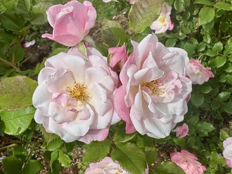 薄いピンクの薔薇 薄いピンクの薔薇の写真