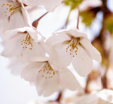 可憐な花、桜のアップ 可憐な花、桜のアップの写真
