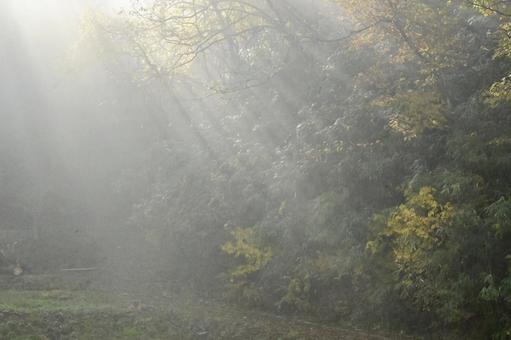 森に差し込む朝日 霧,濃霧,自然の写真素材