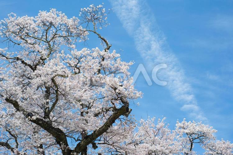 青空と桜の背景素材 桜,お花見,青空の写真素材