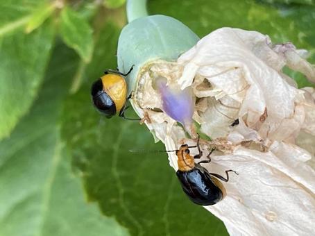 クロウリハムシ クロウリハムシ ハムシ,昆虫,甲虫の写真素材